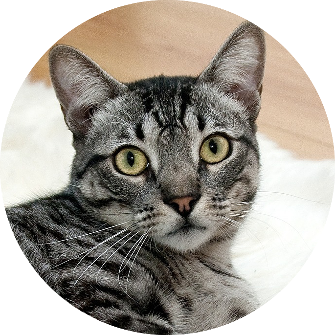 Pet clinic in Houston near me, Best veterinary clinic Houston TX, Dexter and Evie online pet portal, Houston vet clinic with online appointments, Affordable pet care services Houston, Pet clinic in Houston | Online Pet Portal - Dexter & Evie Vet Clinic