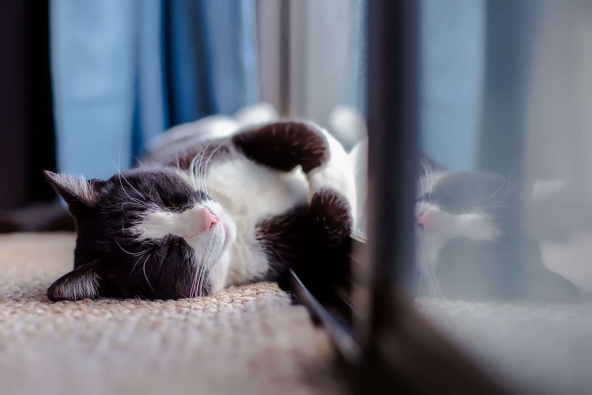 Book veterinary appointment online Dexter & Evie Vet Clinic, Dexter & Evie vet clinic appointment scheduling, Local vet appointment near me Dexter & Evie, Pet check-up booking Dexter & Evie veterinary clinic, Schedule a vet visit Dexter & Evie Vet Clinic, Veterinary clinic | Appointments Page - Dexter & Evie Vet Clinic