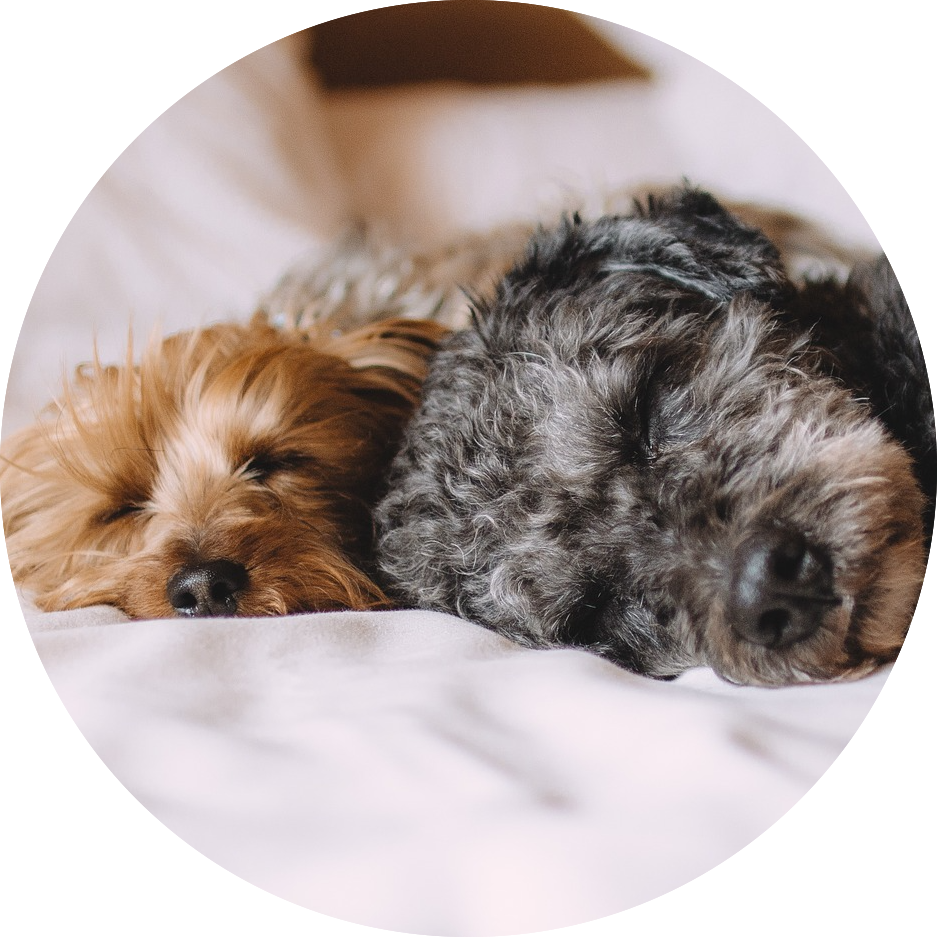 Veterinary clinic | Appointments Page - Dexter & Evie Vet Clinic