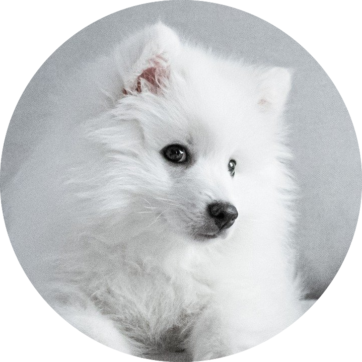 Veterinary clinic | Appointments Page - Dexter & Evie Vet Clinic